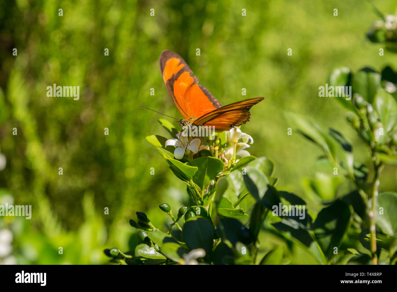 Julia butterfly (Dryas iulia) feeds the nectar of a common jasmine orange (Murraya paniculata) flower, blooming in the garden, Asuncion, Paraguay Stock Photo