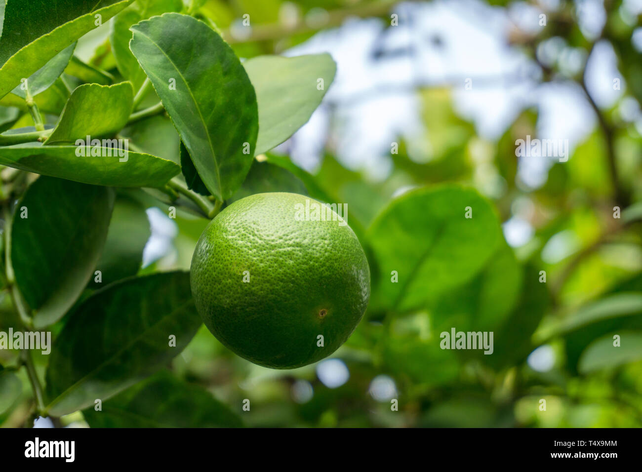 Green limes on a tree. Lime is a hybrid citrus fruit, which is typically  round Stock Photo - Alamy