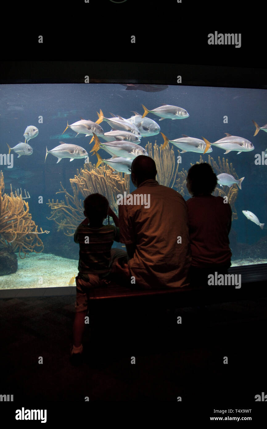 Bermuda, Flatts Village, Bermuda Aquarium, Museum and Zoo Stock Photo