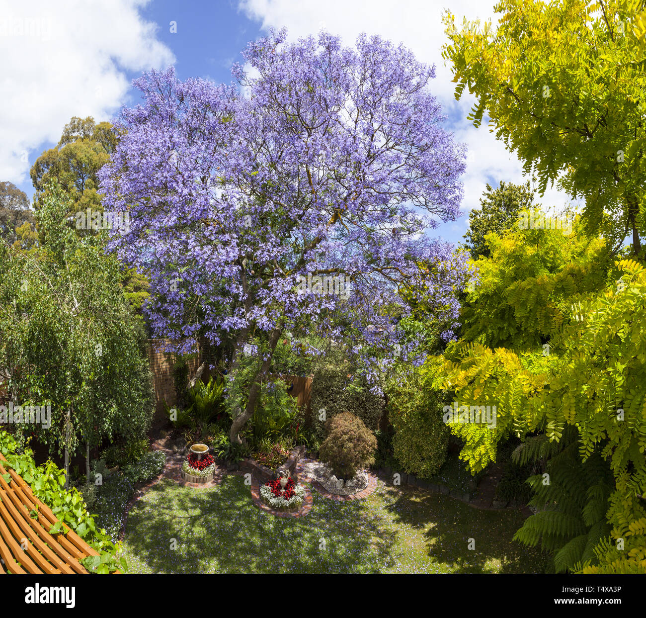 My backyard: The Jacaranda mimosifolia is a summer feature in this Melbourne  suburban backyard. Stock Photo