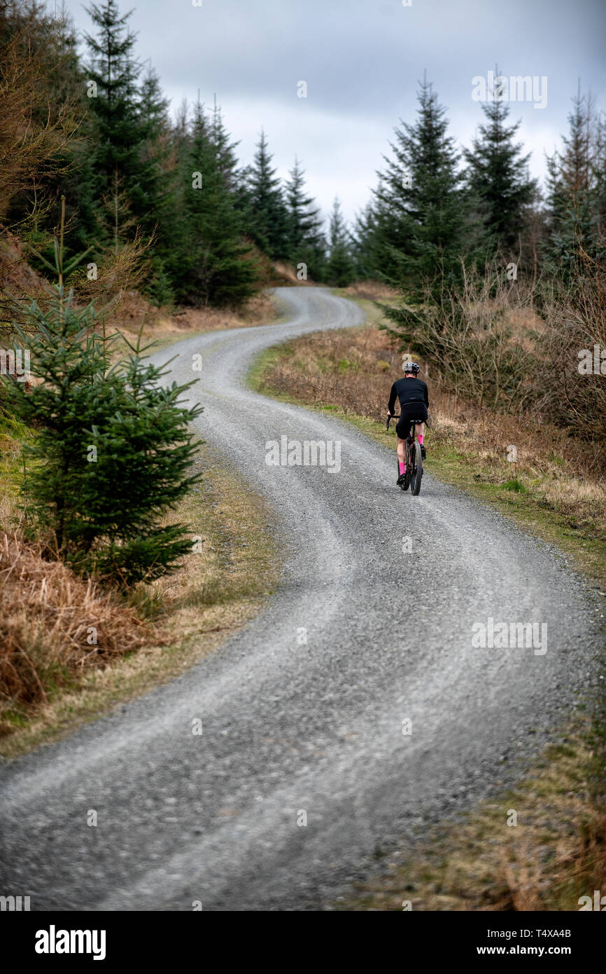 grizedale forest mountain bike hire