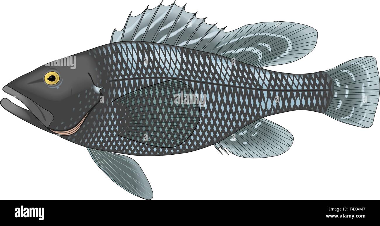 Black Sea Bass Vector Illustration Stock Vector Image & Art Alamy