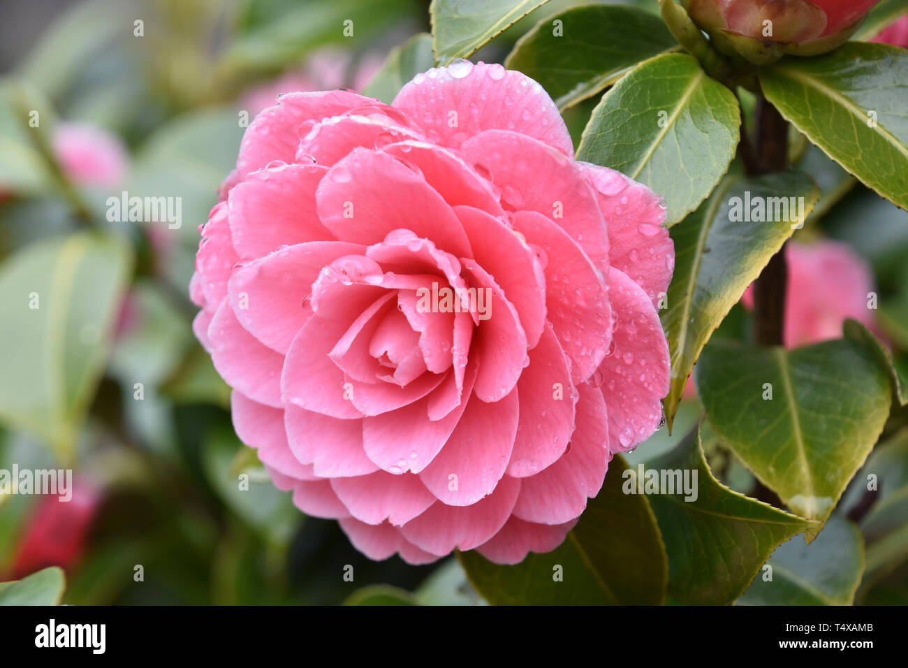 Pink Camellia flower with raindrops on petals, after rain, close-up Stock Photo
