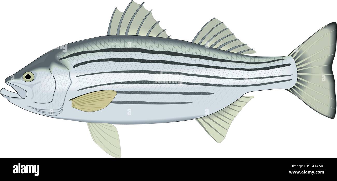 Striped Bass Vector Illustration Stock Vector Image & Art - Alamy