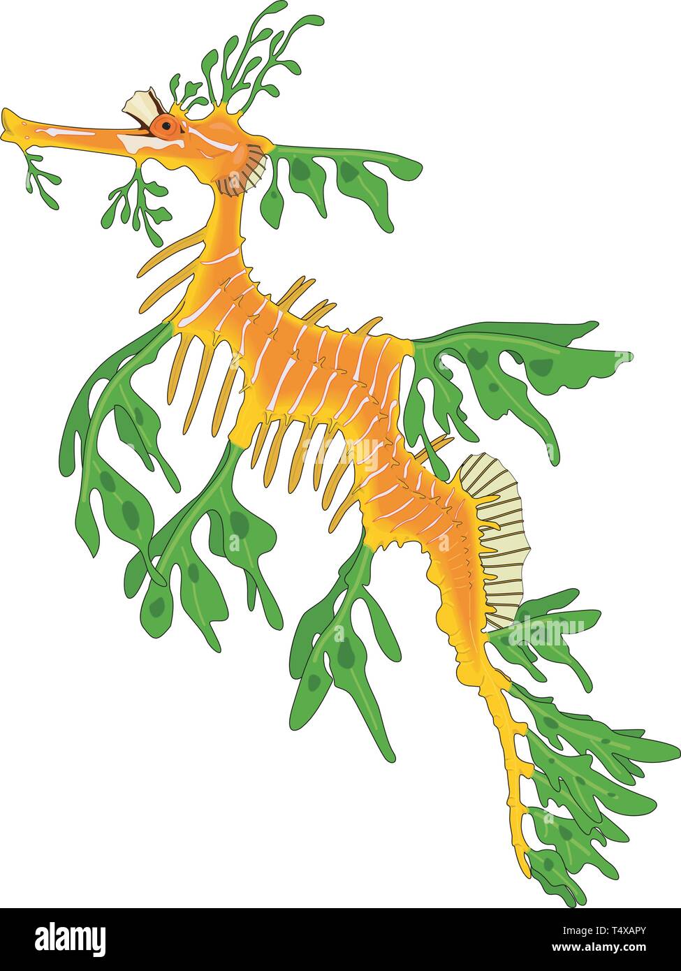 Leafy Sea Dragon Vector Illustration Stock Vector