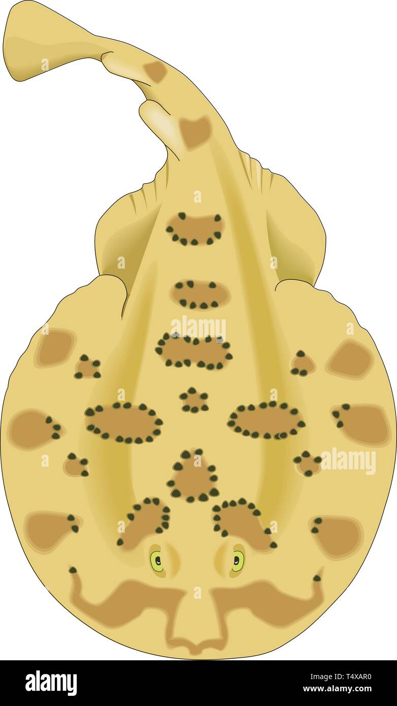 Lesser Electric Ray Vector Illustration Stock Vector Image & Art - Alamy