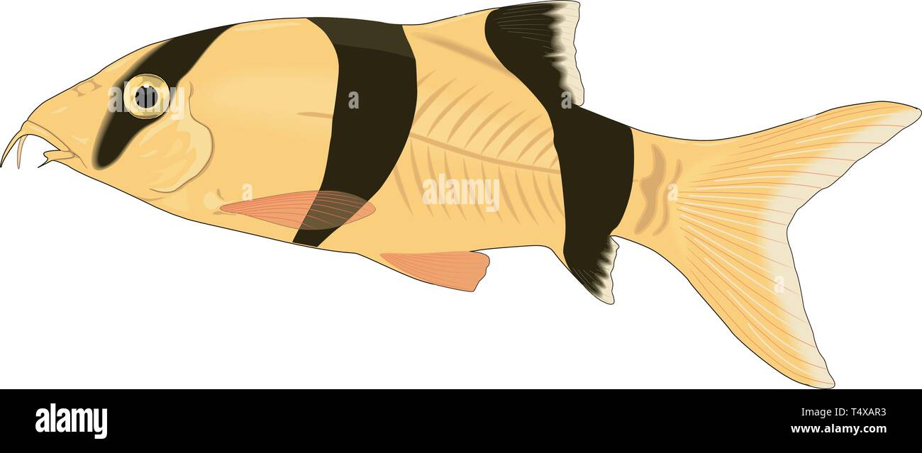 Clown Loach Vector Illustration Stock Vector