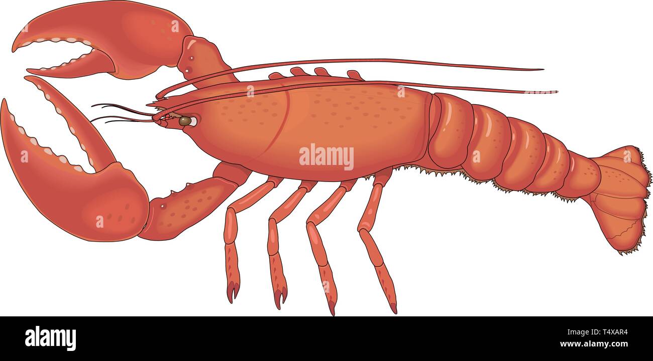 Maine Lobster Vector Illustration Stock Vector Image & Art - Alamy