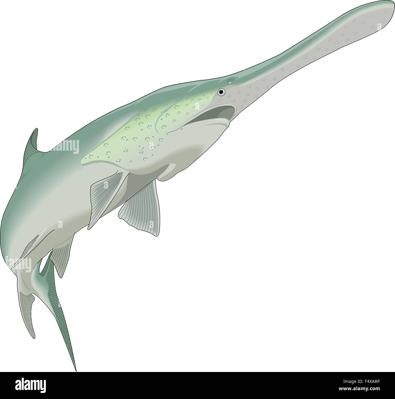 Paddlefish Swimming Vector Illustration Stock Vector Image & Art Alamy