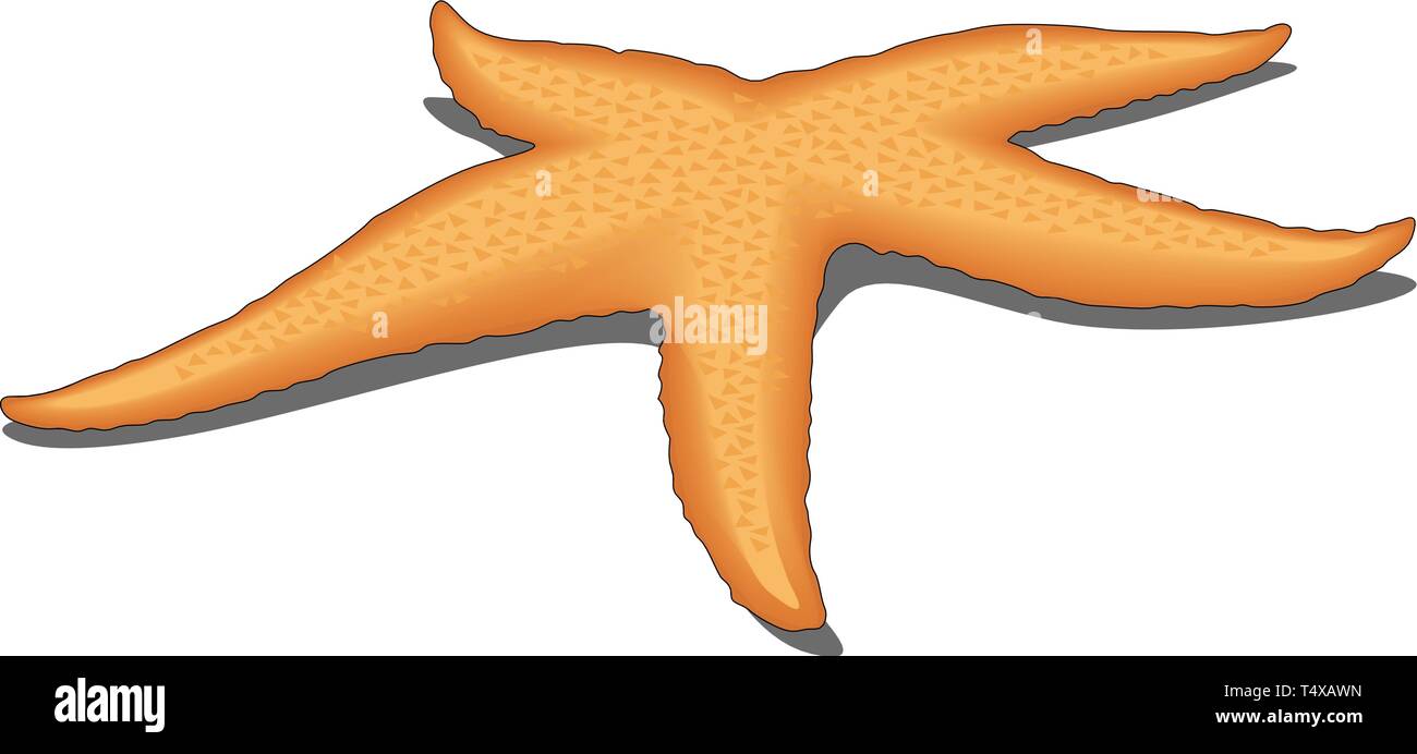 Starfish Vector Illustration Stock Vector Image & Art - Alamy