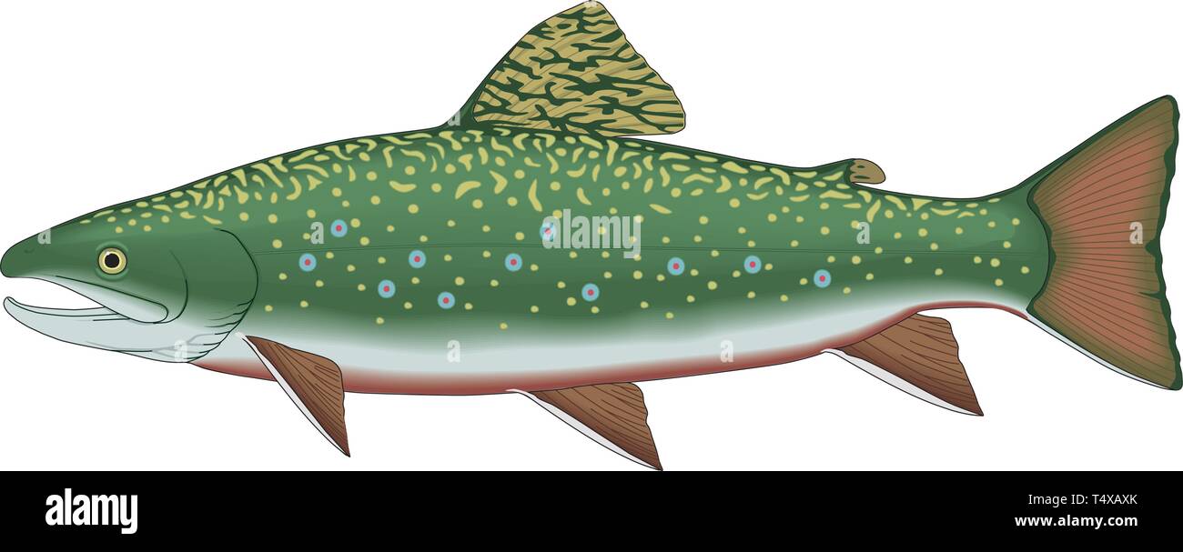 Brook Trout Vector Illustration Stock Vector Image & Art Alamy