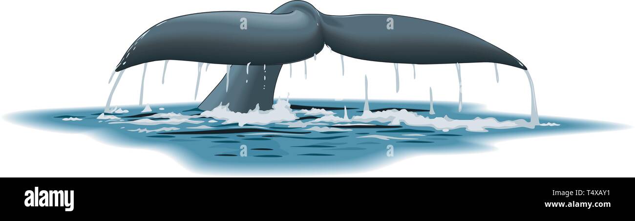 Whale Tail Vector Illustration Stock Vector Image & Art - Alamy