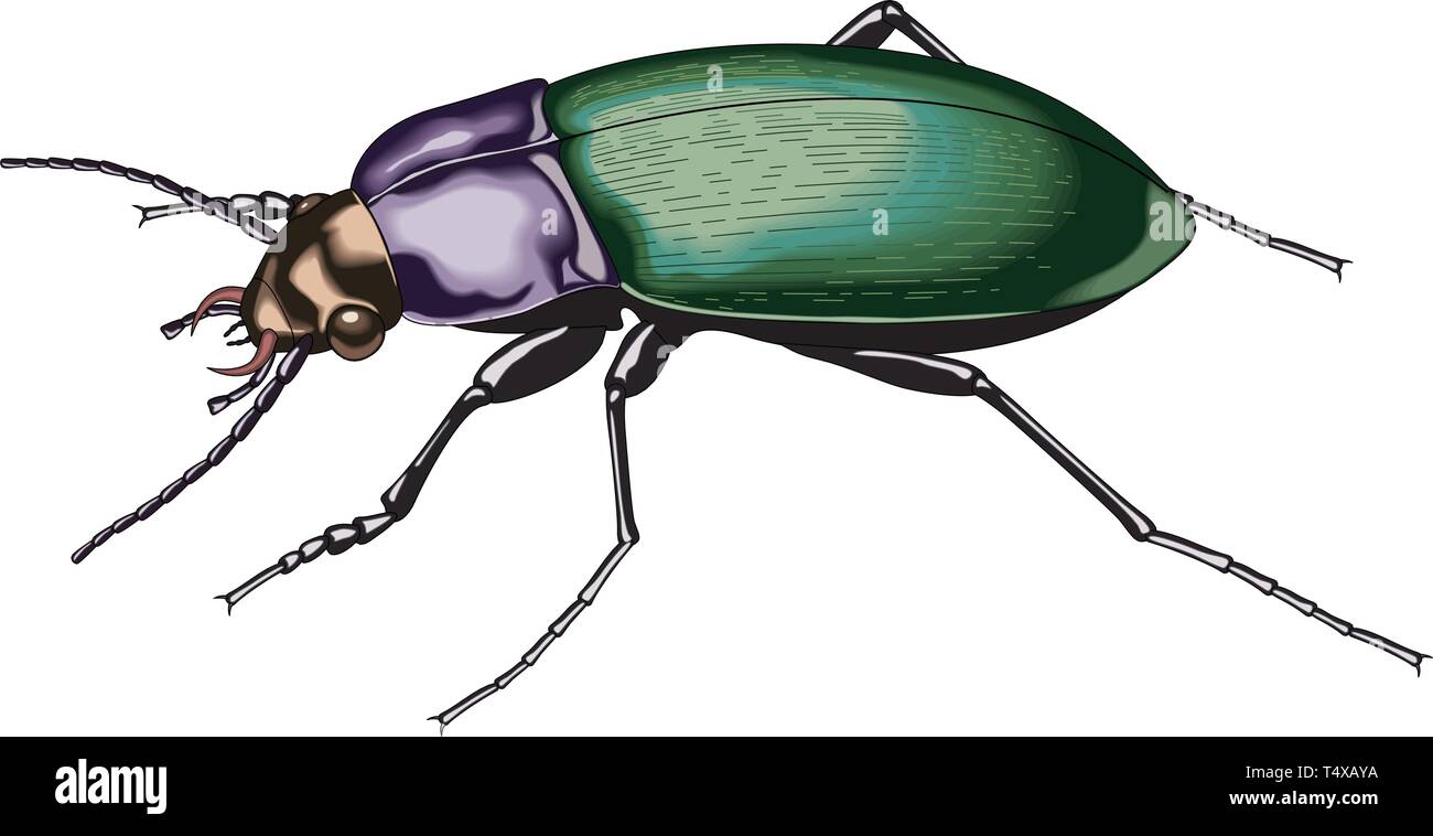 Ground Beetle Vector Illustration Stock Vector