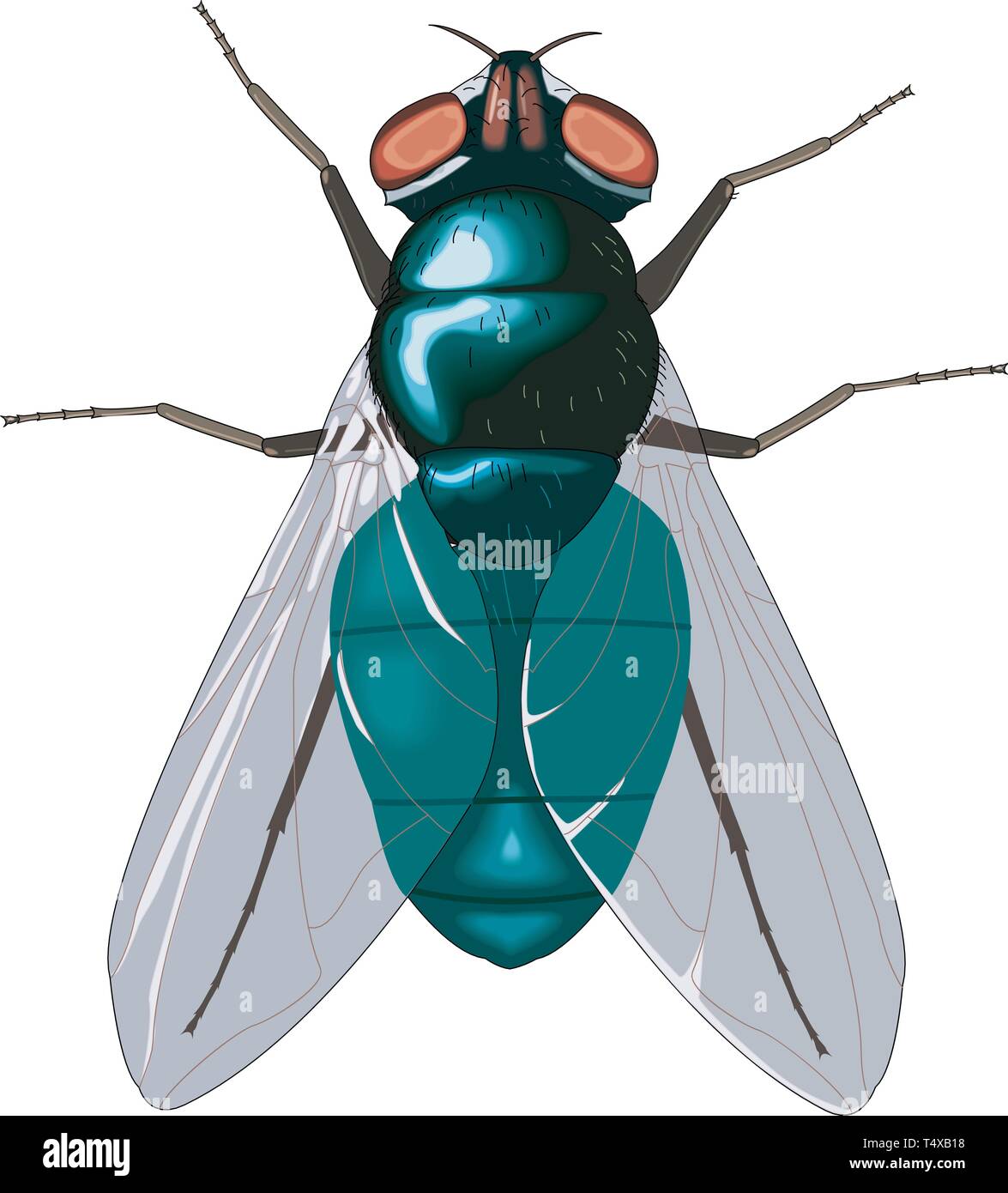 Bluebottle Fly Vector Illustration Stock Vector Image & Art - Alamy