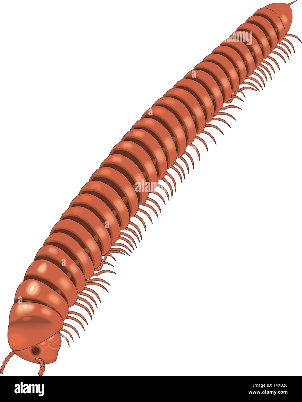 Millipede Vector Illustration Stock Vector Image & Art - Alamy
