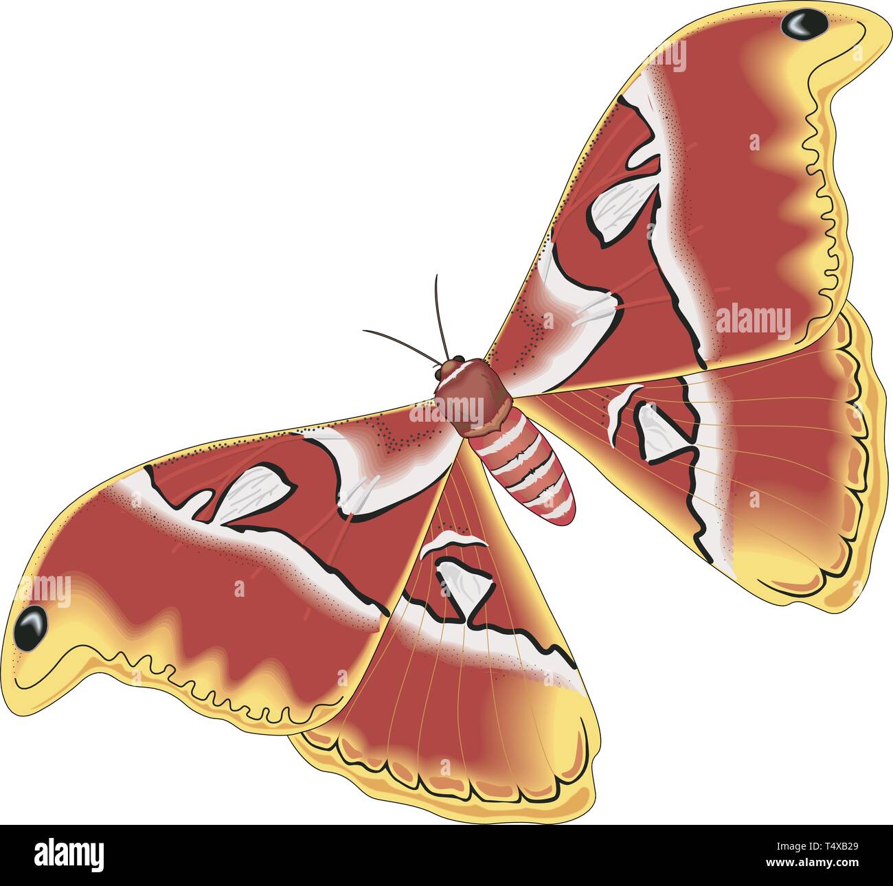 Atlas Moth Vector Illustration Stock Vector