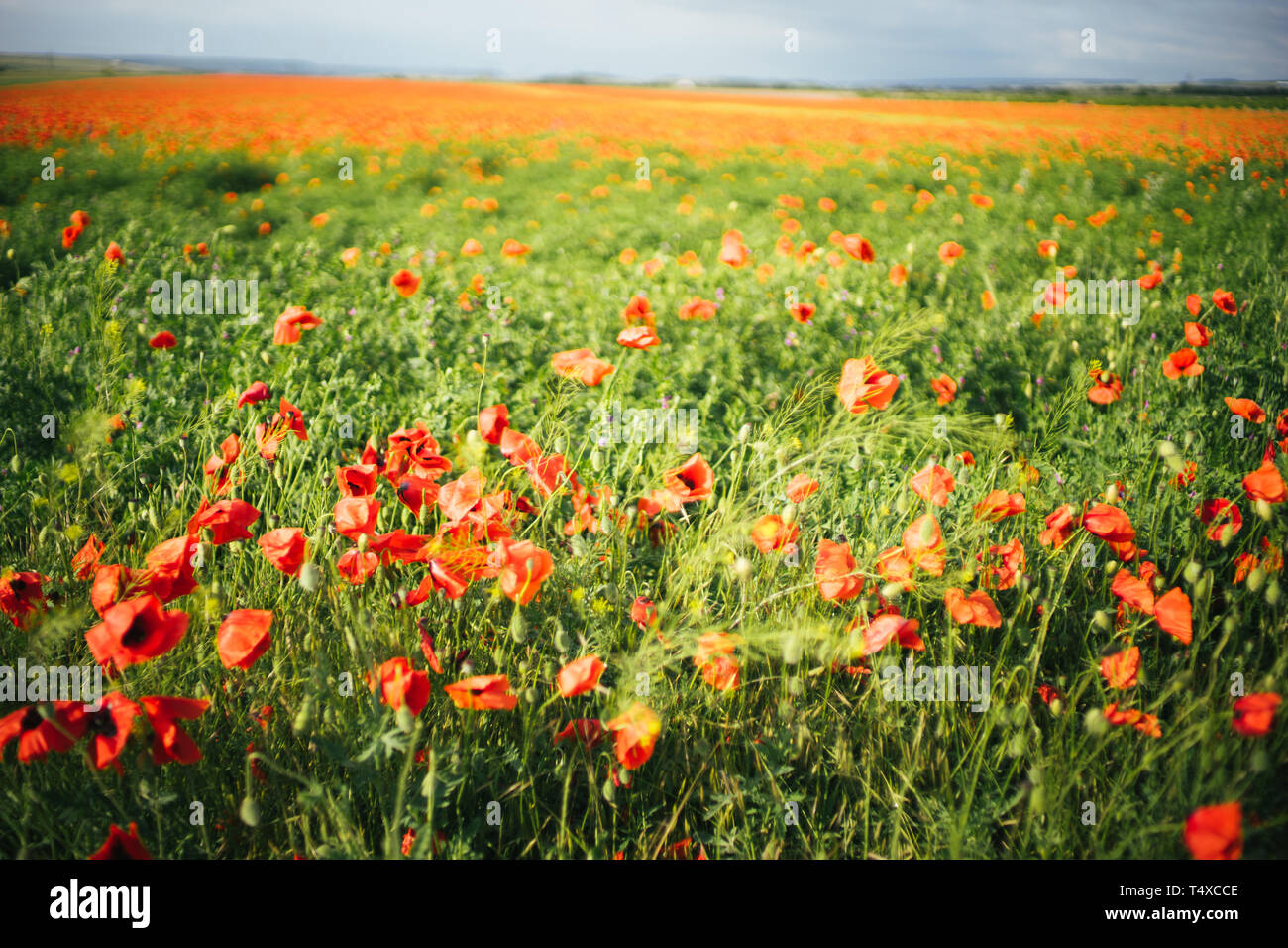 Large poppy field hi-res stock photography and images - Alamy