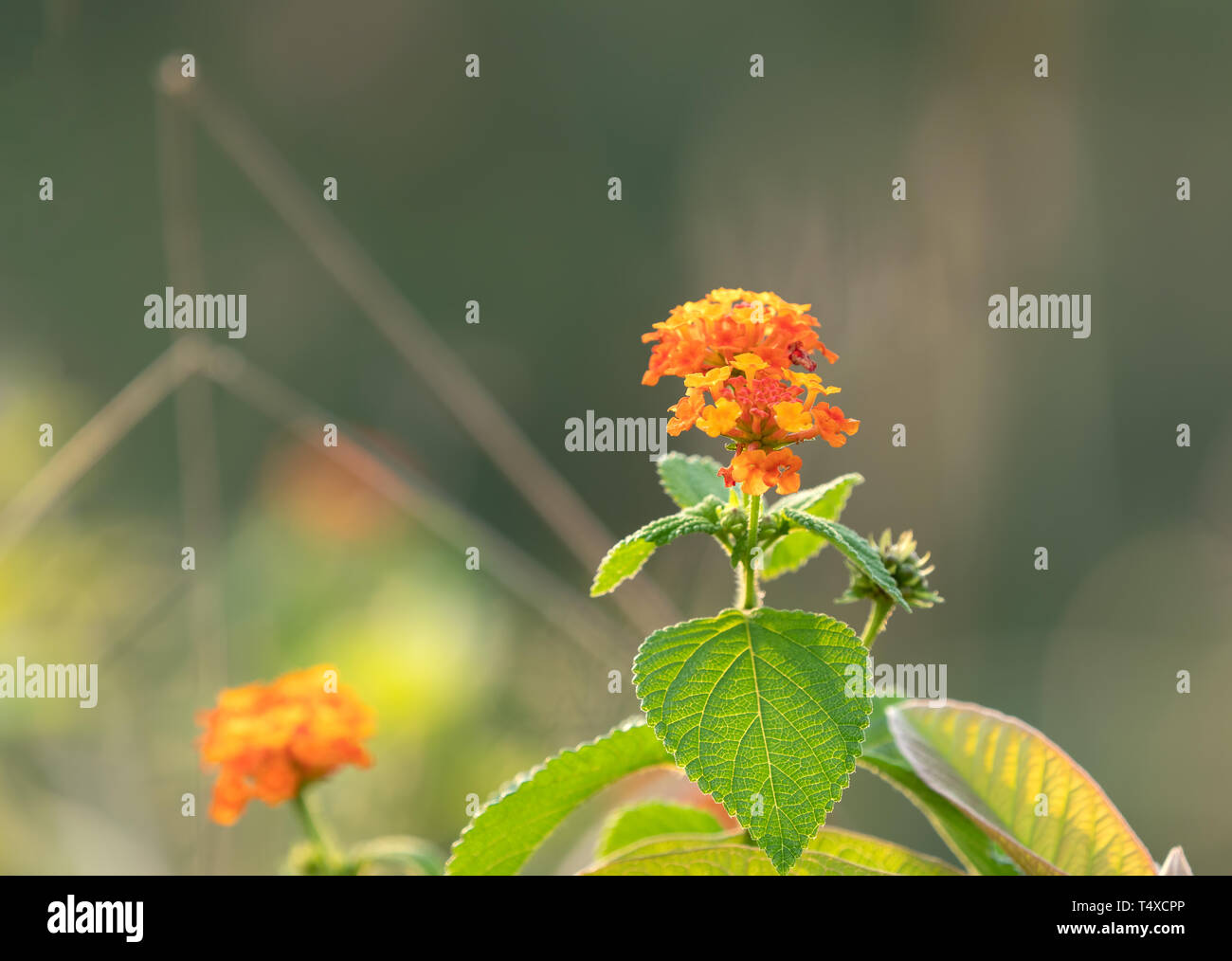 Closeup Lantana Camara Flowers with Green Leaves Isolated on Nature Background Stock Photo