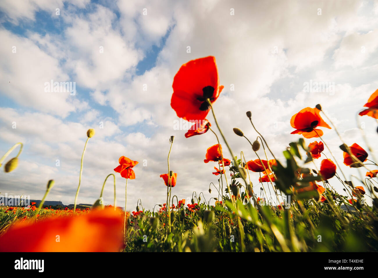 Blue sky and red poppies background hi-res stock photography and images ...