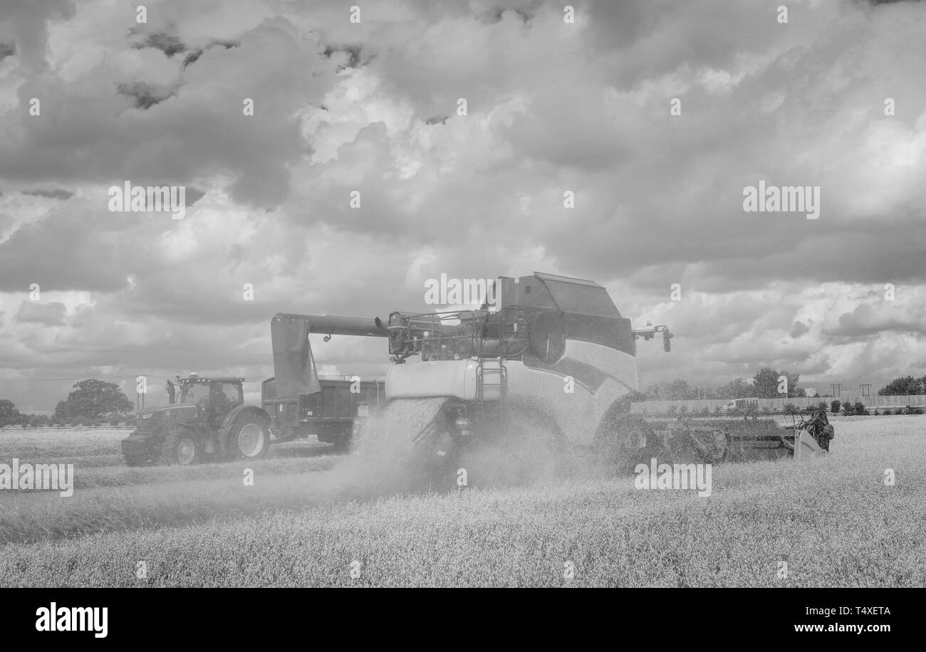 Combine harvester at work in a field of oats on bright sunny morning in summer in rural Beverley, Yorkshire, UK. Stock Photo