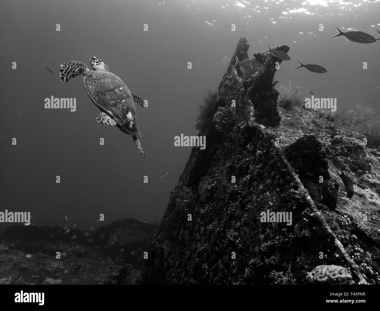 Sea turtle near the USS Liberty Ship Wreck in Tulamben, Bali, Indonesia Stock Photo