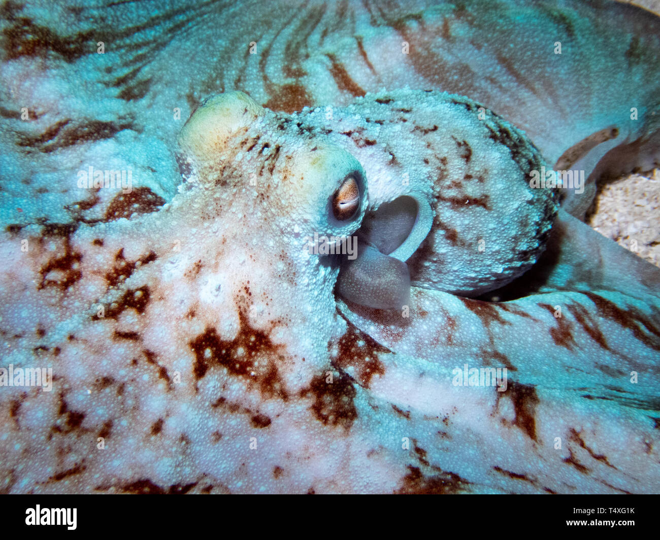 Carribean Reef Octopus in Cozumel Mexico Stock Photo Alamy