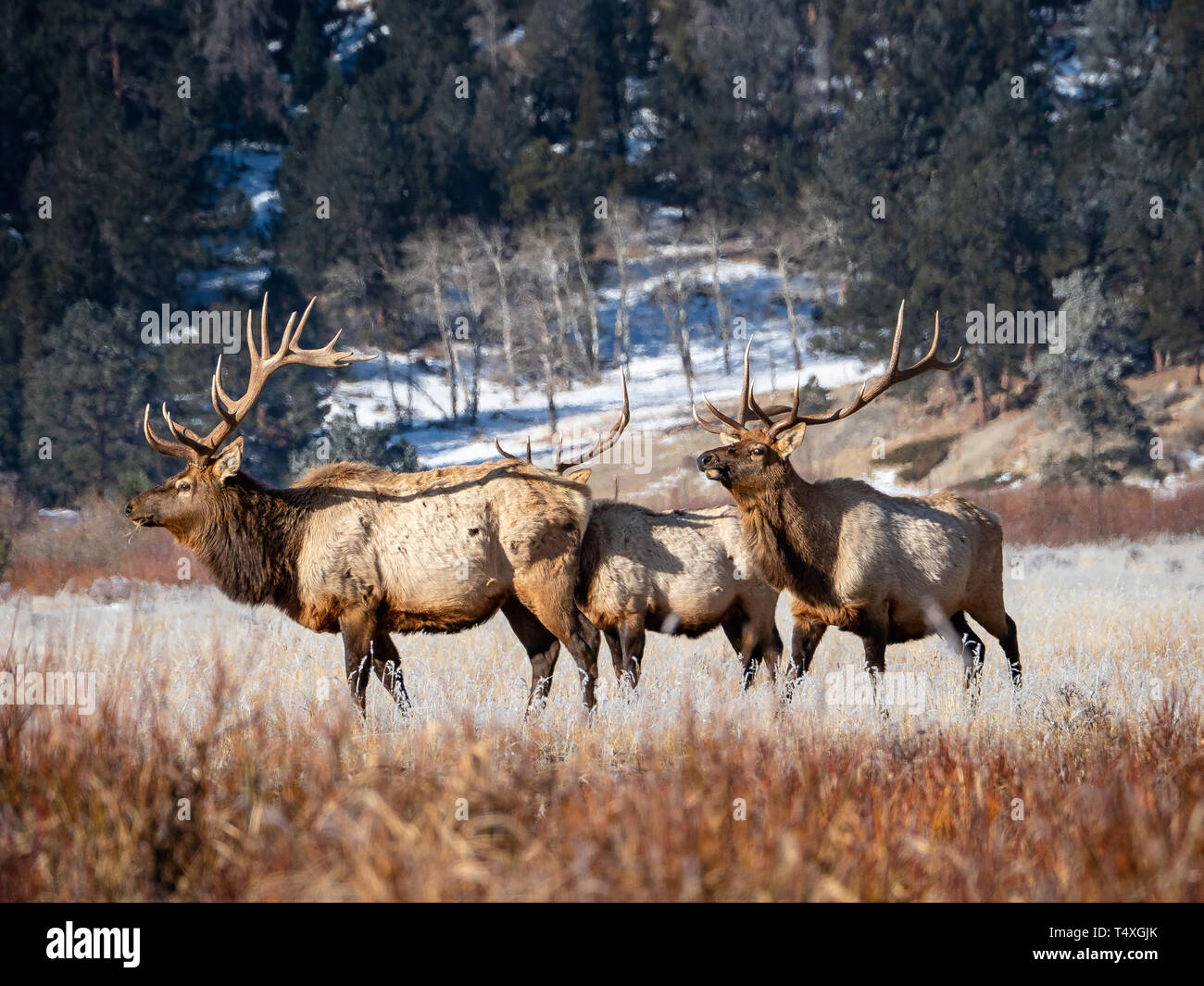 Bull Elk Herd in Rocky Mountain National Park Stock Photo Alamy