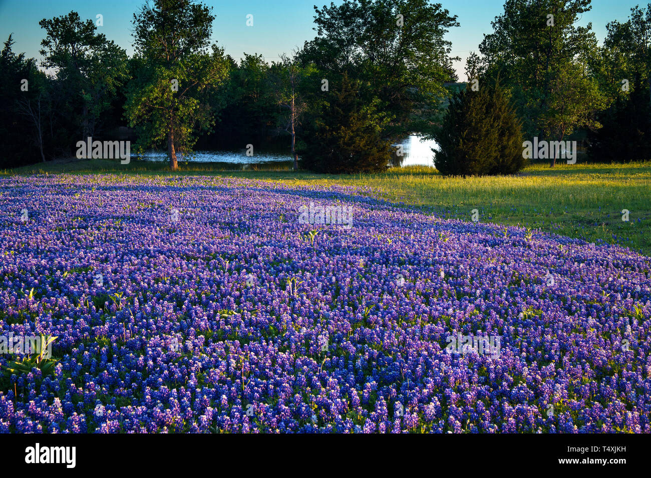 Texas Bluebonnets in a Field on Mach Road, Ennis Texas Stock Photo