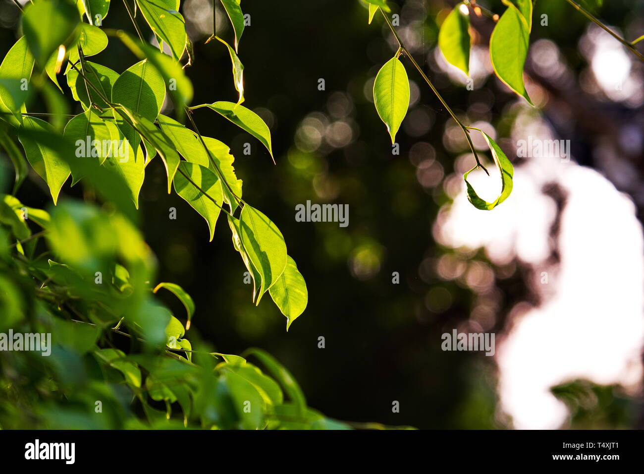 Close Up nature view of green leaf in the garden, using as background ...