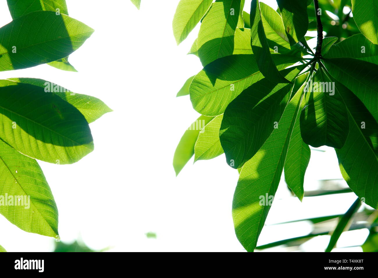 Close Up nature view of green leaf in the garden, using as background ...