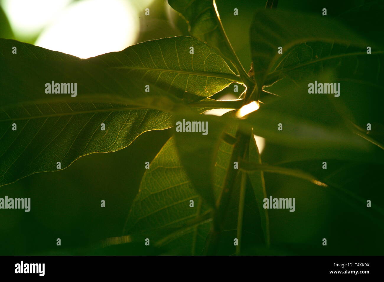 Close Up nature view of green leaf in the garden, using as background ...