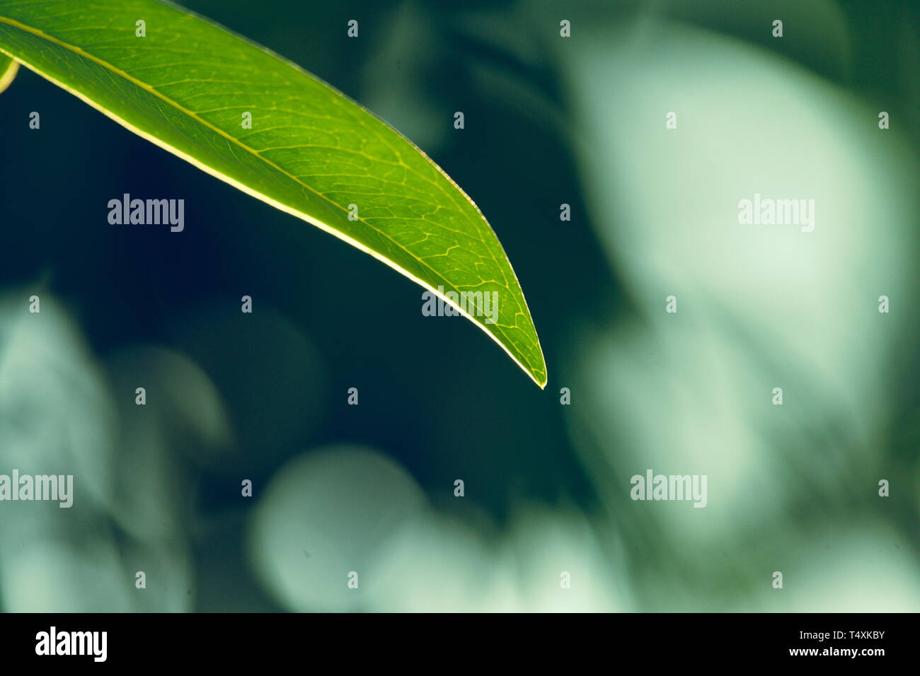 Close Up nature view of green leaf in the garden, using as background ...