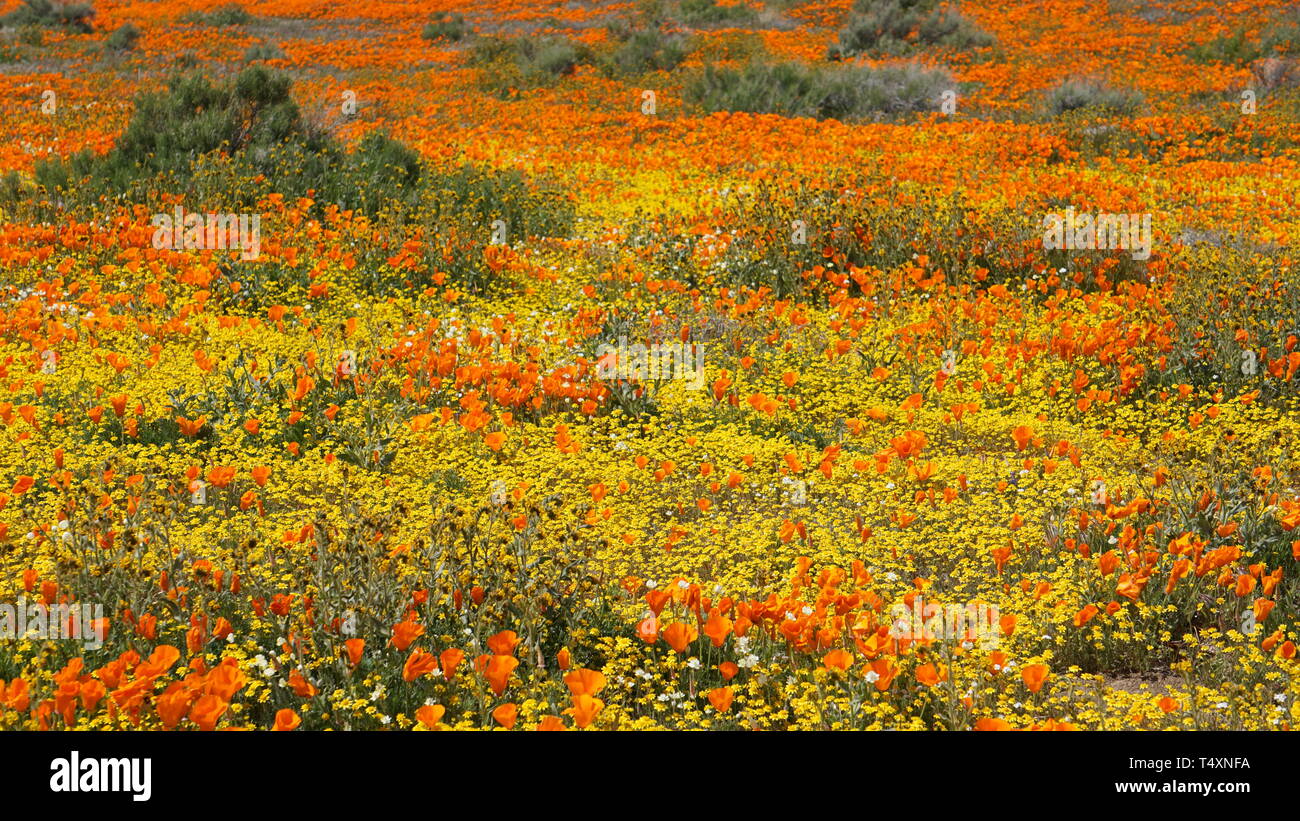 Orange Poppies.  Eschscholzia californica.  Yellow goldenfields.  Lasthenia californica.Super Bloom, Antelope Valley Poppy Reserve, California, USA. Stock Photo