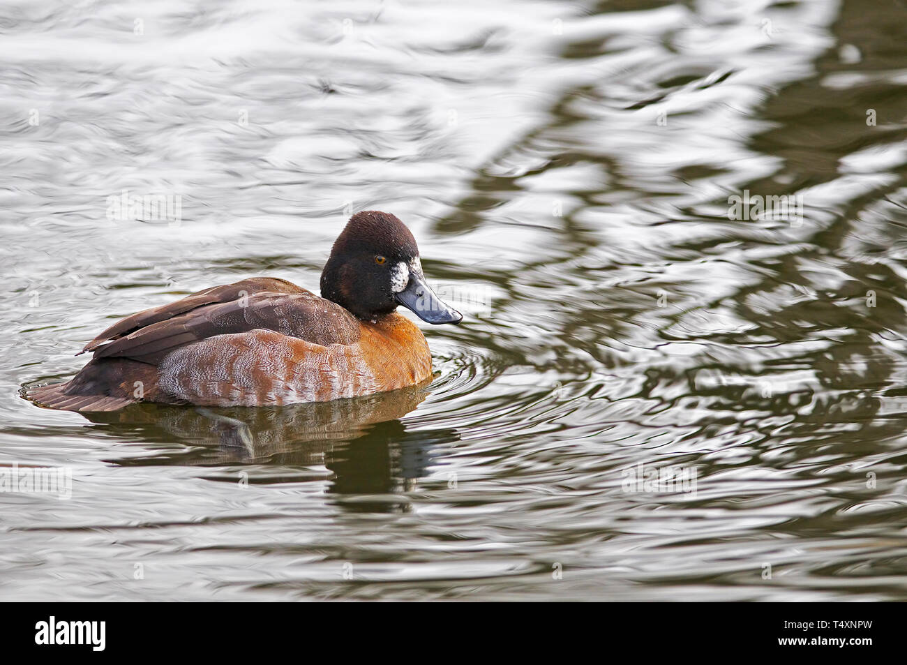 Female Lesser Scaup (Aythya affinis) paddling in rippled water. Stock Photo