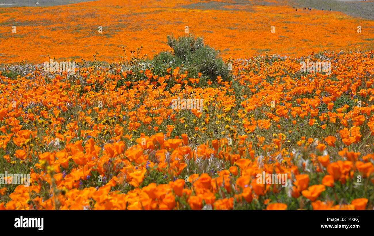 Orange Poppies.  Eschscholzia californica.  Yellow goldenfields.  Lasthenia californica.Super Bloom, Antelope Valley Poppy Reserve, California, USA. Stock Photo