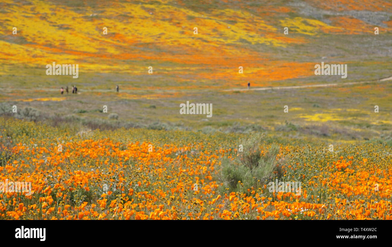 Orange Poppies.  Eschscholzia californica.  Yellow goldenfields.  Lasthenia californica. Super Bloom, Antelope Valley Poppy Reserve, California, USA. Stock Photo