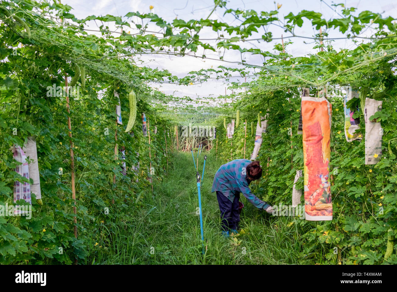 Young asian farmer harvesting Bitter gourd in rural plantation Stock