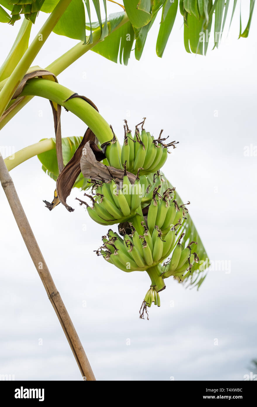 Raw bananas hanging on tree stalk Stock Photo Alamy