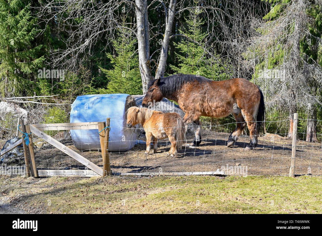 big and small horse eating together in harmony in Sweden april 2019 Stock Photo