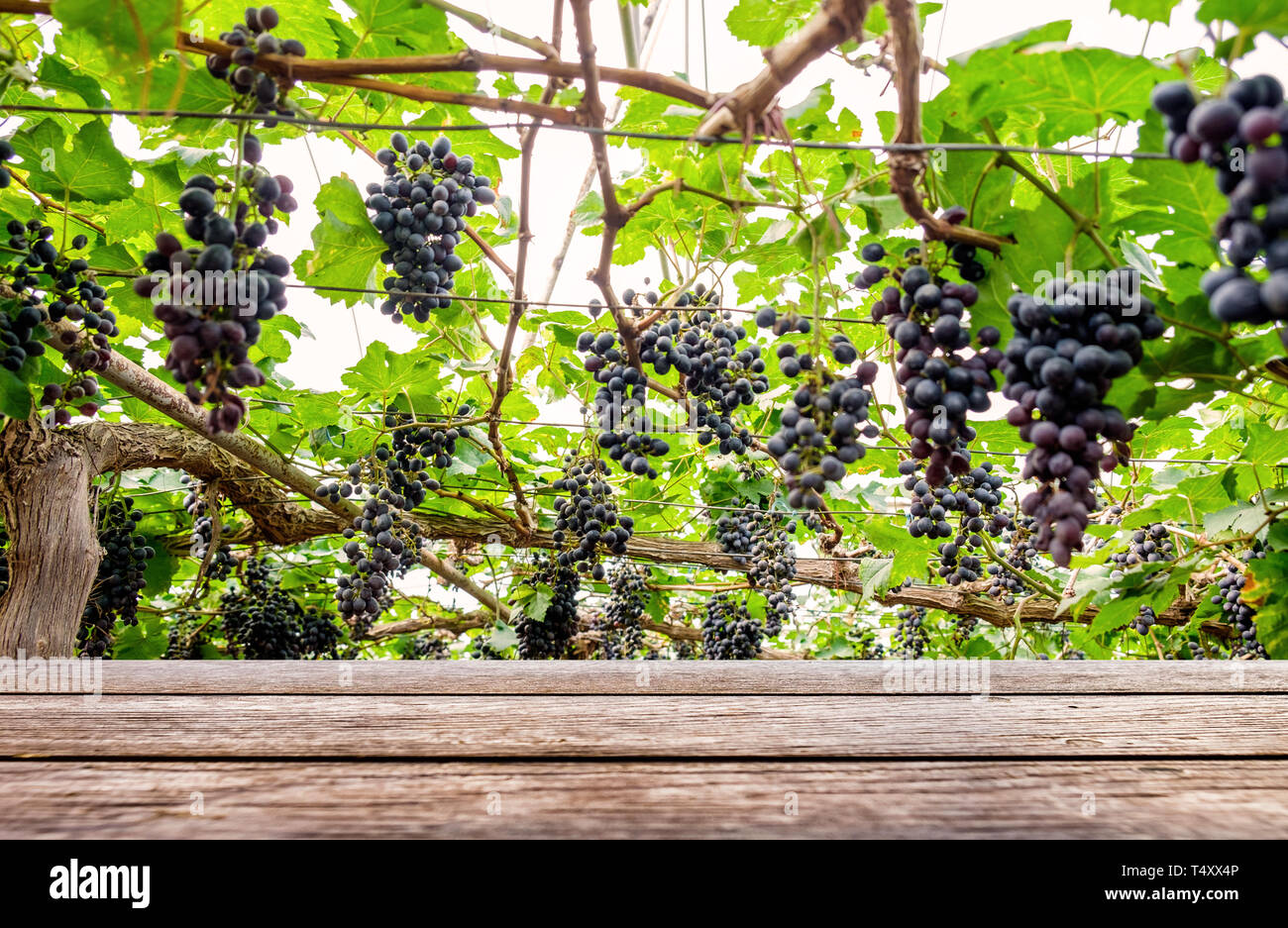 Table Grape Bunch Ripe Cluster red table grape hi-res stock photography and images - Alamy
