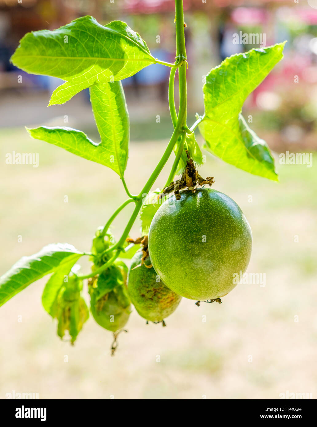 Passion fruit green fruit hanging from tree Stock Photo Alamy