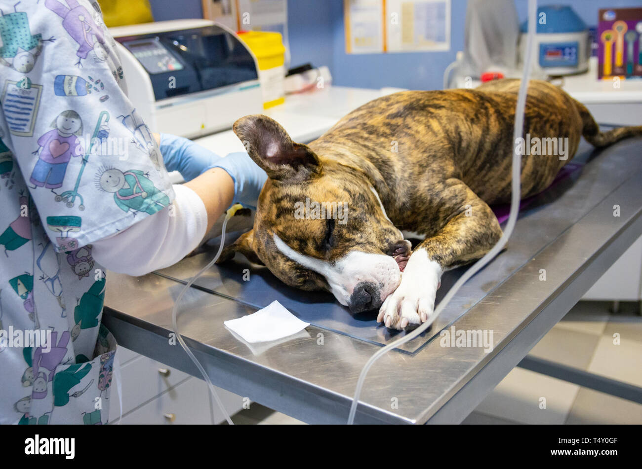 Sedated dog on an exploration table before an endovenous treatment
