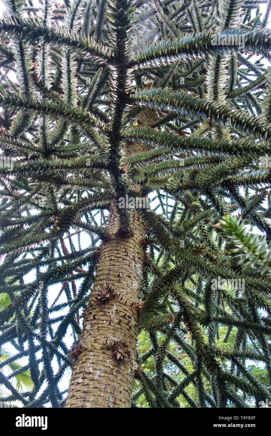 Araucaria araucana - monkey puzzle tree - at the Oregon Garden in Silverton, Oregon, USA. Stock Photo