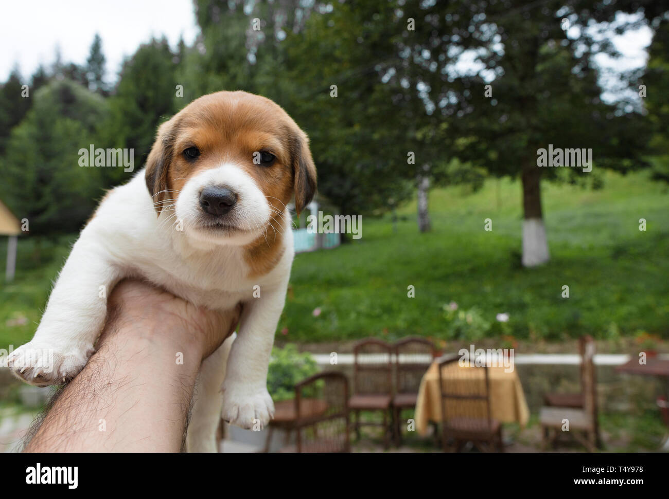 A small beagle puppy is sitting on an outstretched masculine hand against the backdrop of a summer garden Stock Photo