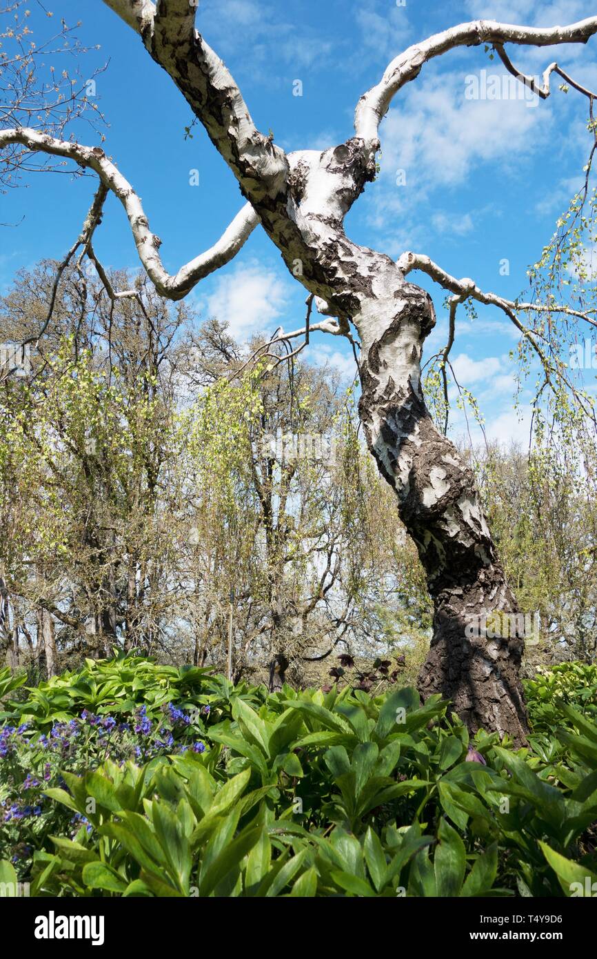 Betula Pendula Youngii, Young's Weeping Birch tree, at the Oregon Garden in Silverton, Oregon, USA. Stock Photo