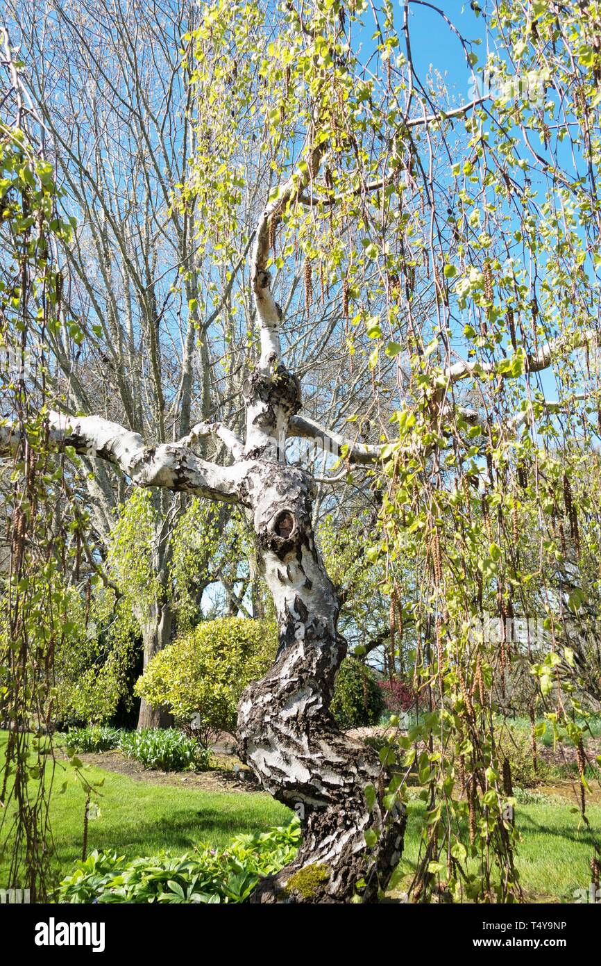 Betula Pendula Youngii, Young's Weeping Birch tree, at the Oregon Garden in Silverton, Oregon, USA. Stock Photo