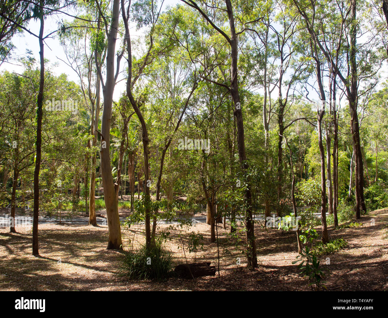 Landscape Of Trees In A Nature Reserve Stock Photo