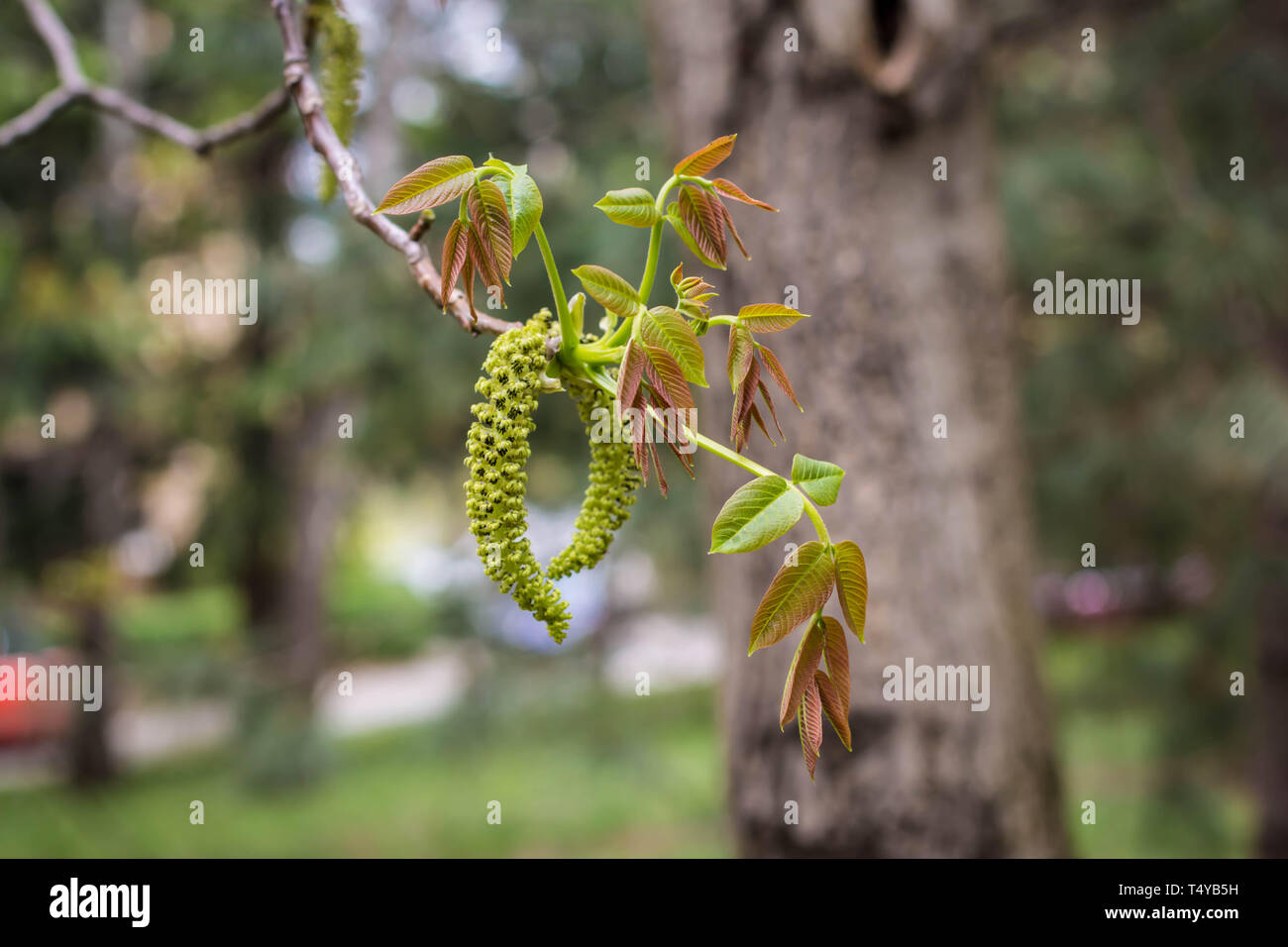 Inflorescence of the English walnut - Juglans regia (male flowers) Stock Photo