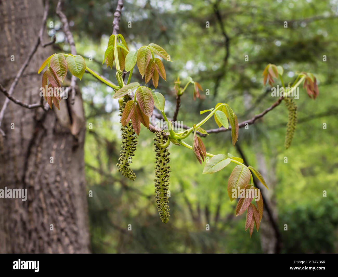 Inflorescence of the English walnut - Juglans regia (male flowers) Stock Photo