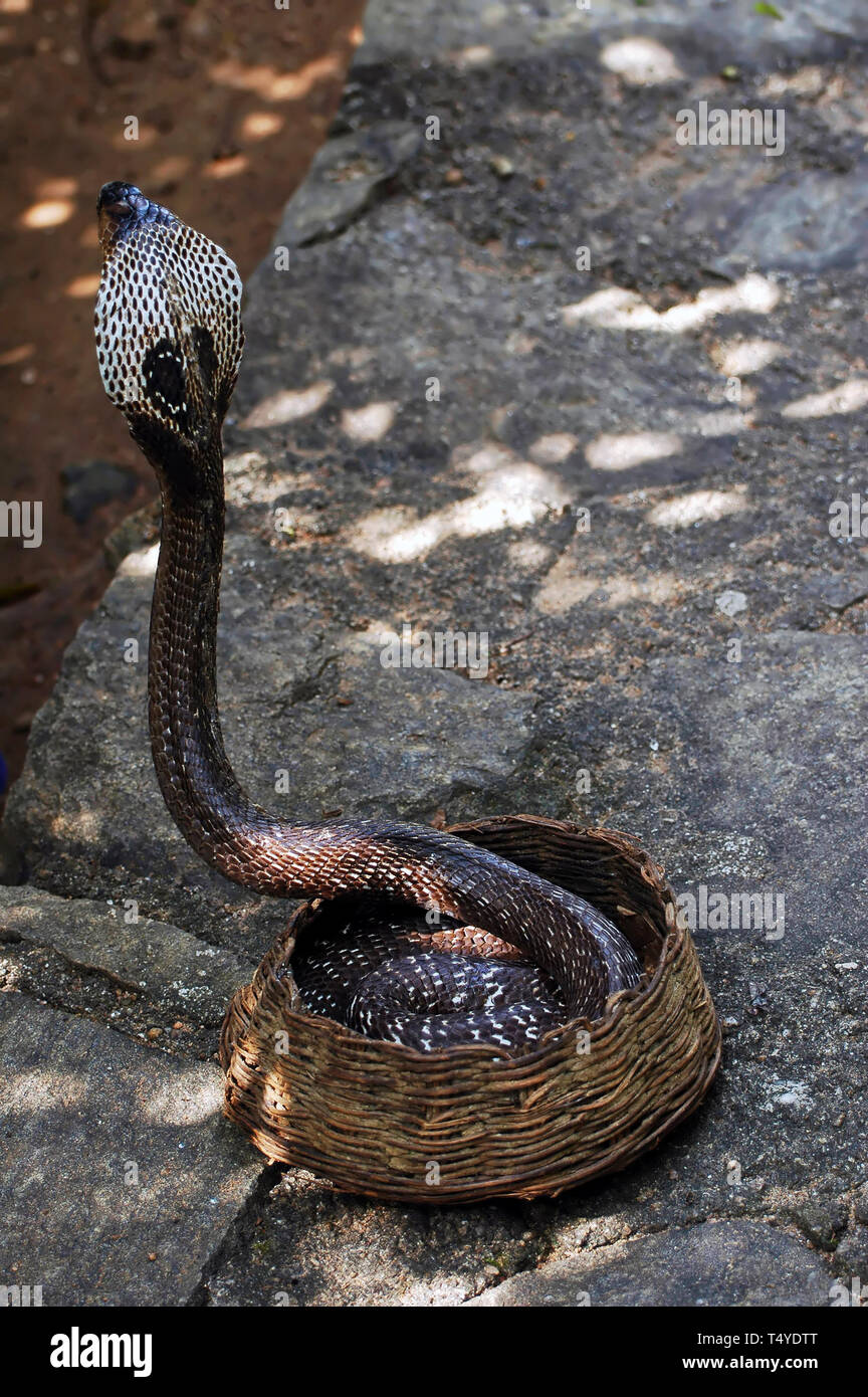 Photo cobra,snakes Stock Photo